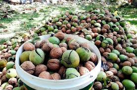 Walnuts