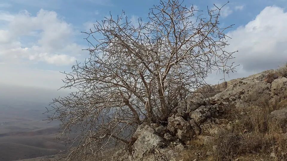 The Pistachio Forests of Badghis — image 2