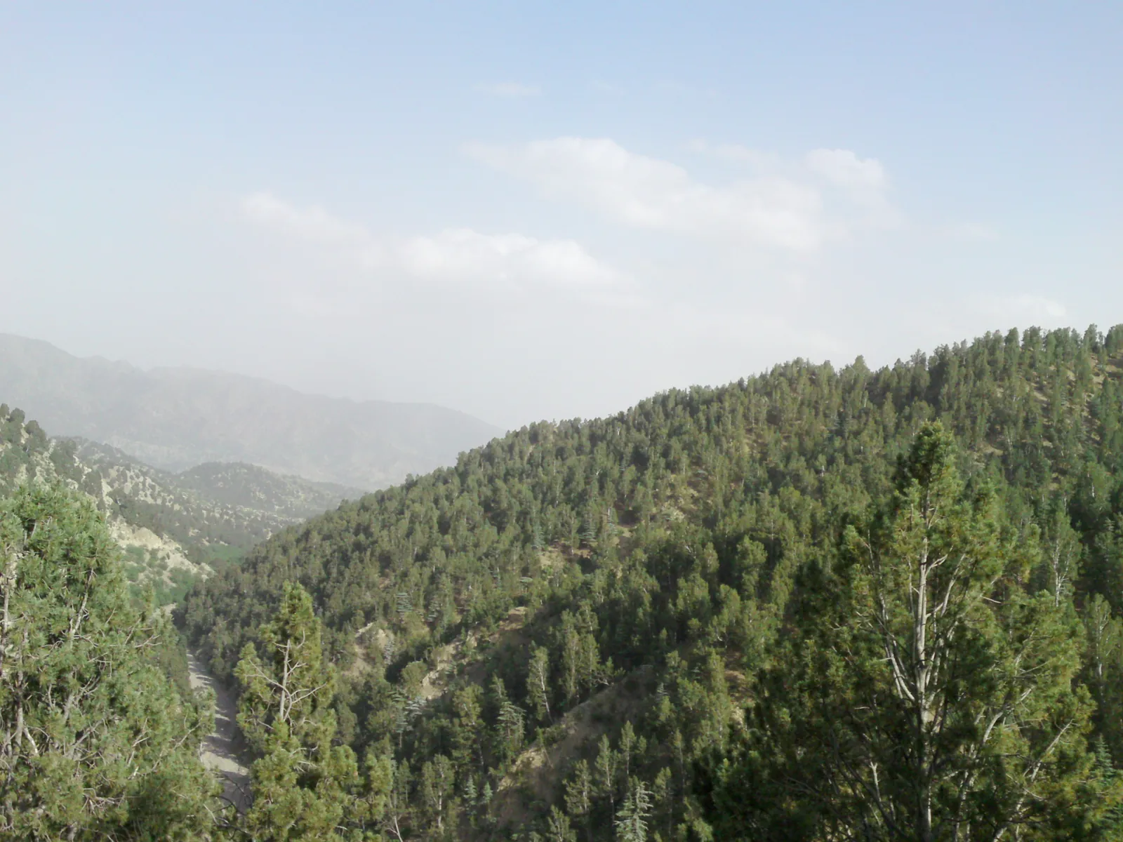 The Pine Nut Harvest of Paktia — image 2