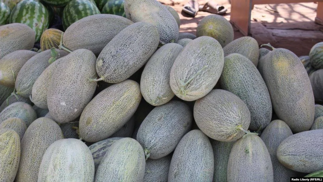 Kunduz Melon