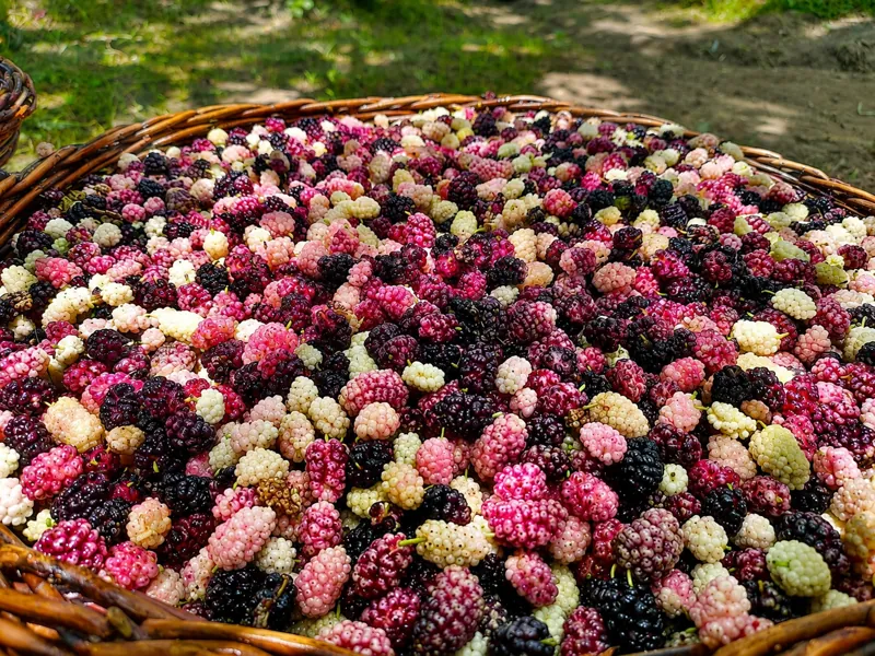 Mulberries