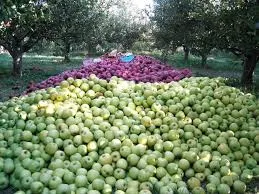 Fresh Afghan Apples